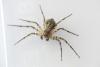Philodromus margaritatus